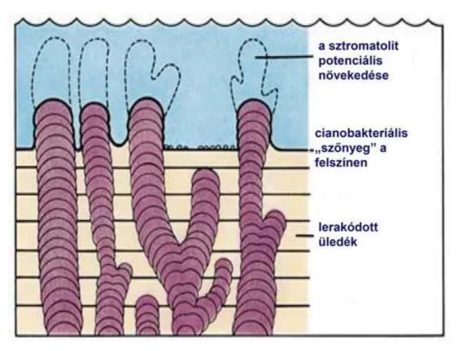 Léteznek récens sztromatolitok is, többek között Ausztrália partjai mentén (3. ábra).