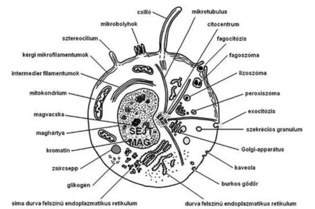 1. ábra Egy idealizált eukariota sejt elektronmikroszkópos vázlatrajza