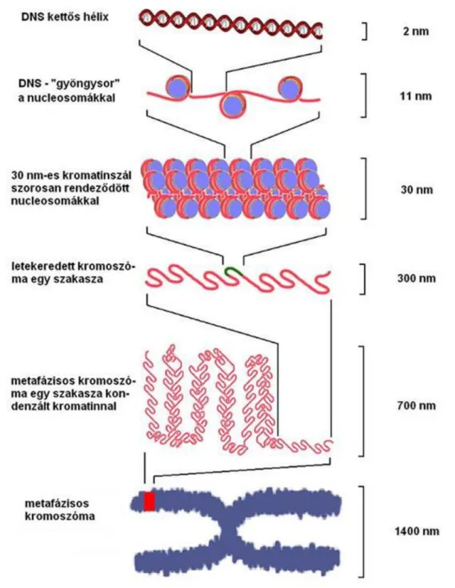 6. ábra A heterokromatin szerkezetének, kondenzációjának egyre magasabb szintjei a nucleosomális  rendezettségtől a kromoszómáig