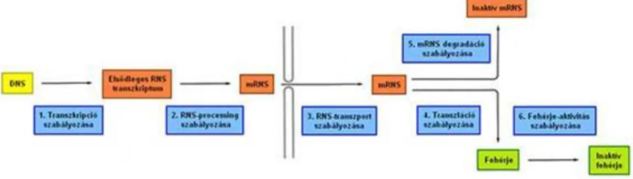 8. ábra A mRNS-szintézis és processing lépései és szabályozási pontjai