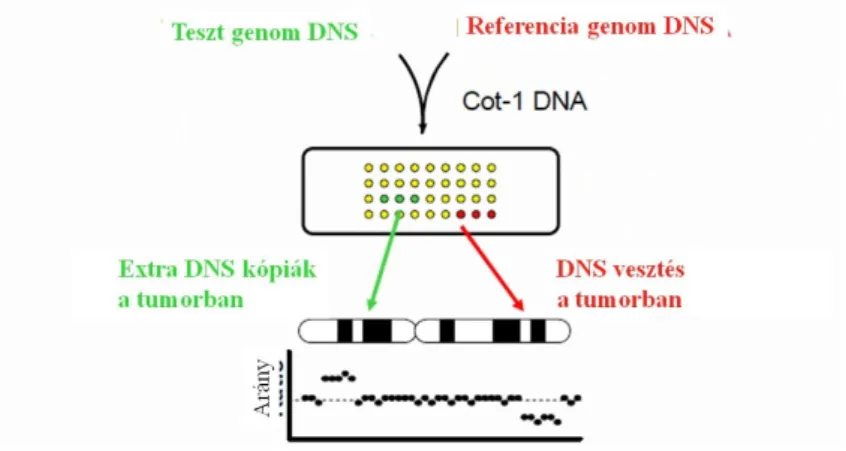 1.6. ábra Array CGH azonosítja a DNS kópiaszám változásokat és  poziciójukat a genomban 