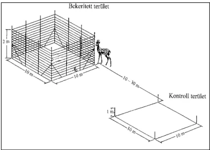 4. ábra: A VÉV mintapont bekerített és kontroll területrészeinek mérete és elhelyezése  Figure 4: Size and arrangement of the fenced and control parcels at a VÉV monitoring plot 