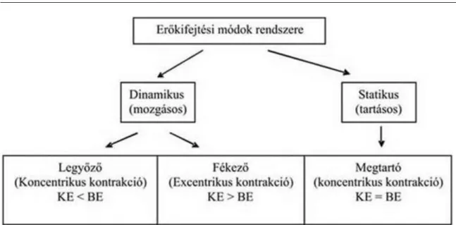 7.4. ábra - Energiaszolgáltató folyamatok az izomban