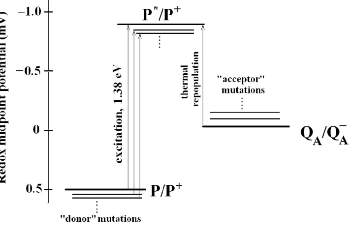 Figure 2. Redox midpoint potentials of the cofactors playing crucial role in generation of DL