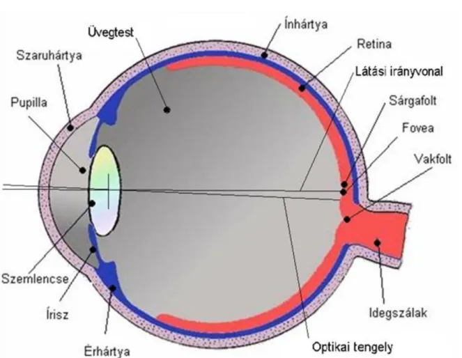A 4.2. ábra - Az emberi szem metszete a jobb oldali emberi szem egyszerűsített vízszintes metszetét ábrázolja