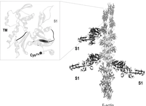 FIGURE 1. Schematic representation of the interactions of actin, myosin, and tropomyosin