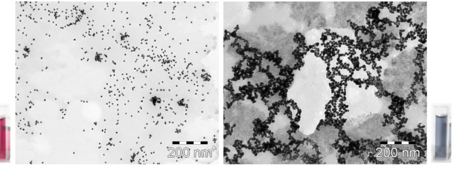 Fig. 2.  TEM pictures of Au/citrate 1:5 sol (2. a) c Au =0.4 mM and (2. b) c Au =0.4 mM, c Cys =2 mM         
