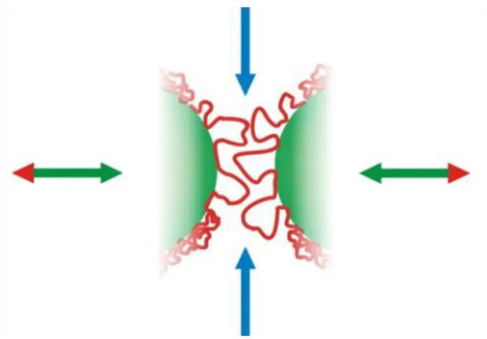 3.4.1.2. ábra: A sztérikus gátlás érzékeltetése: a makromolekulák szegmenseinek (piros színnel)  egymásba hatolása ozmózist és entrópiacsökkenést eredményez 