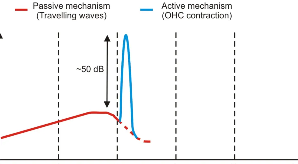 Figure 6. The effect of the active mechanism of outer hair cell contraction on the amplitude of the sound waves.