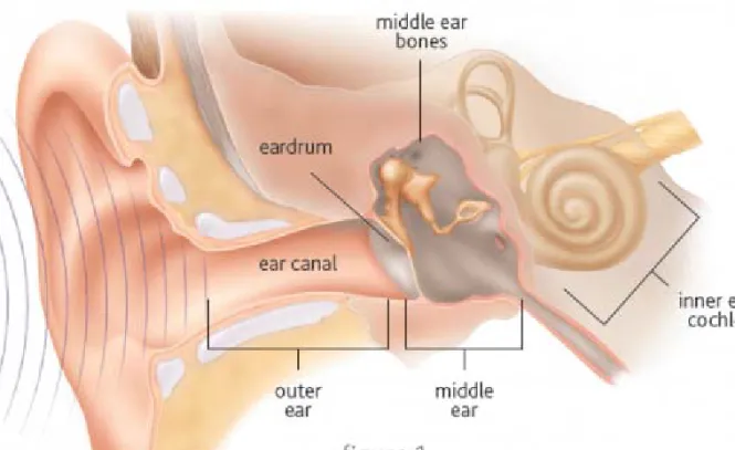 Figure 7. The first part of the auditory pathway from the ear to the cochlea