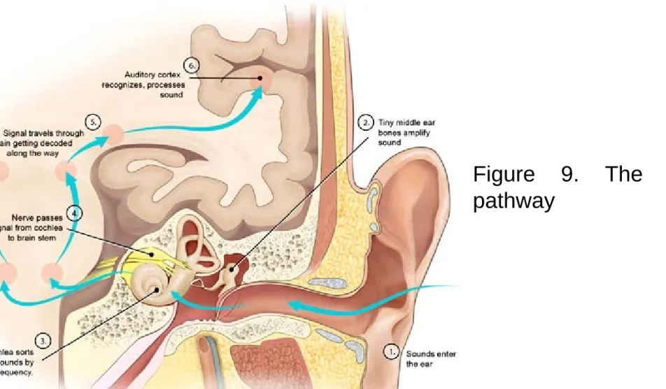 Figure 9. The auditory pathway