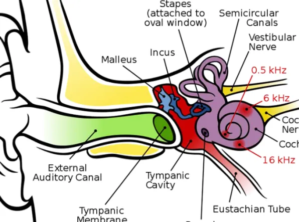 Figure 1. Anatomy of the human ear
