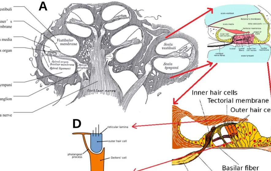 Figure 2. The cross section and the building blocks of the human cochlea 