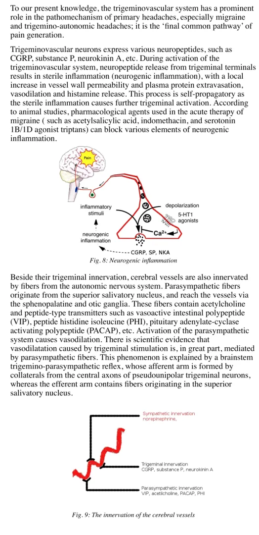 Fig. 8: Neurogenic inflammation