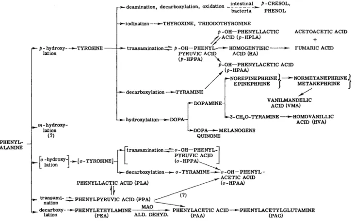 FIG. 2. Metabolic pathways of phenolic metabolites. MAO = monoamine oxidase.ALD. DEHYD