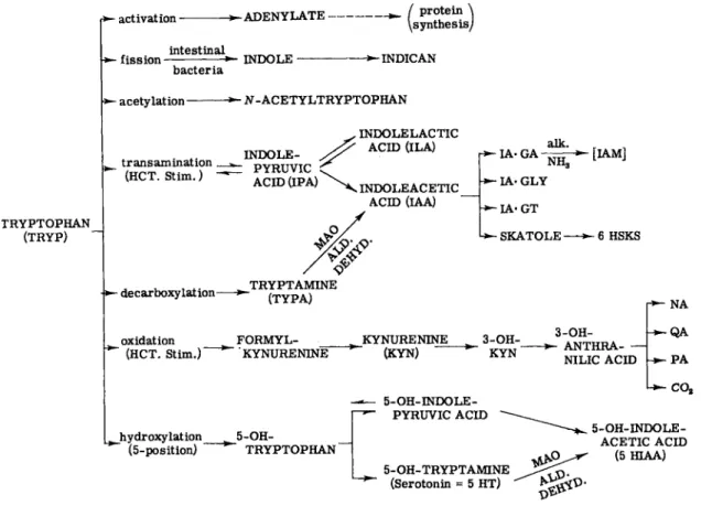 FIG. 3. Metabolic pathways of indolic metabolites. HCT. Stim. = hydrocortisone stimulated