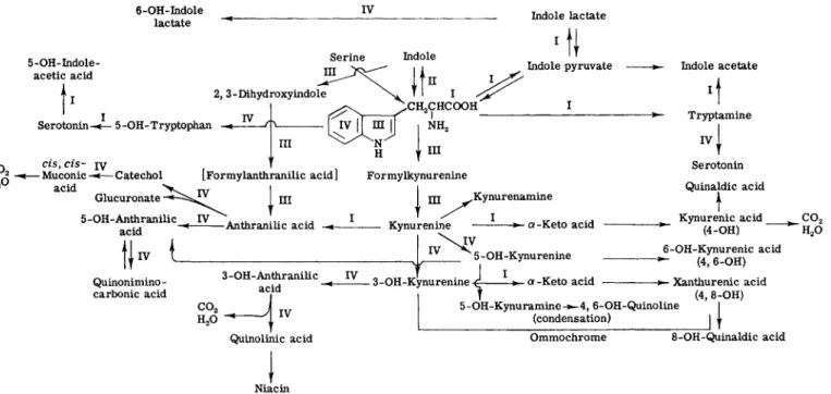 FIG. 1. Metabolism of tryptophan: I. change of side chain (transaminase, decarboxylase, etc.); II