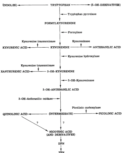 FIG. 2. A simplified scheme of the tryptophan metabolism (via kynurenine). The  evidence that 3-OH-kynureninase is distinct from kynureninase is not clear