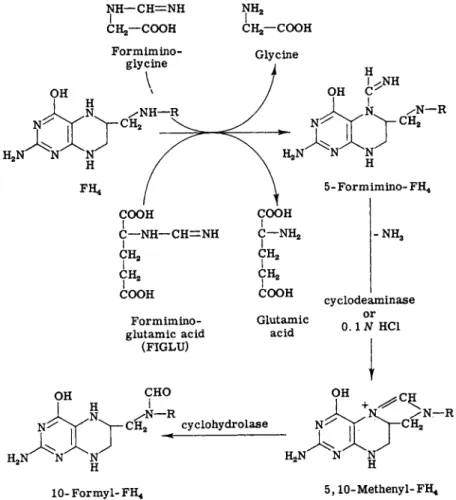 FIG. 5. Reactions of formiminotetrahydrofolic acid. 
