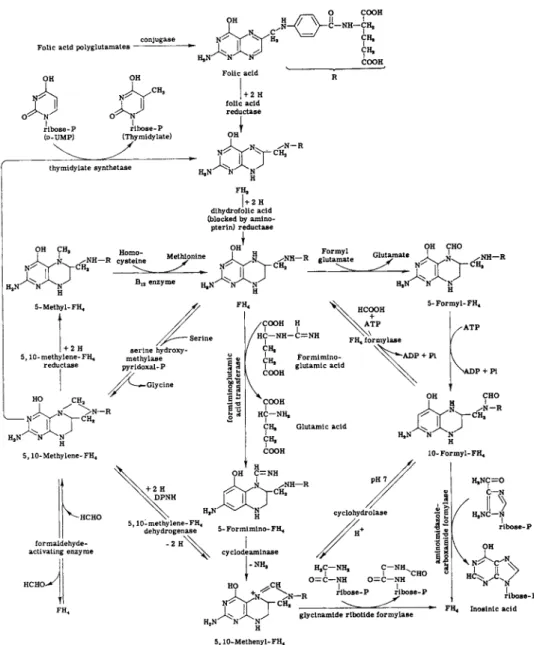 FIG. 6. Metabolic reactions involving folic acid. 