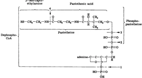 FIG. 7. Structure of coenzyme A and enzymatic degradation products. 