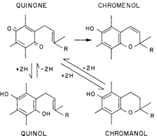 FIG. 4. Relationships among oxidation-reduction forms of vitamins Ε and Κ  and coenzyme Q