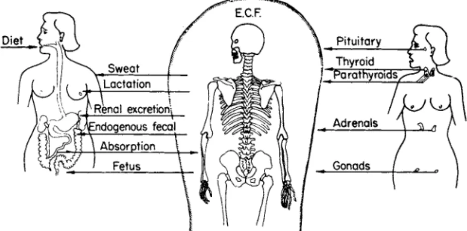 FIG. 1. Metabolic and endocrine control of calcium metabolism in man.  E . C . F . 