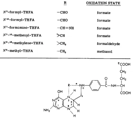 Figure 2 outlines in schematic form the presently known folate- folate-dependent enzymes and their interrelations in one-carbon metabolism 