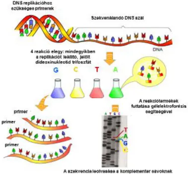 2.1. ábra - Sanger-féle DNS szekvenálás