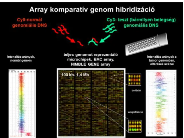 2.4. ábra - Array alapú komparatív genom hibridizáció