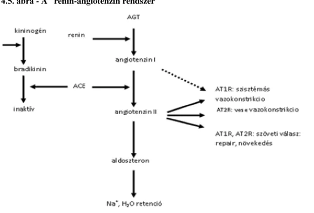 4.5. ábra - A   renin-angiotenzin rendszer