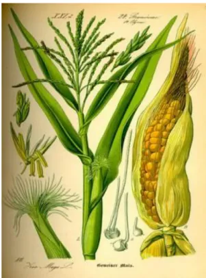 2-8. ábra A kukorica