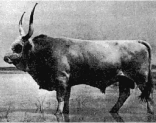 5-1. ábra Magyarországon őshonos állatként tartott szürkemarha forrás: http://www.lovasok.hu/index.php?i=2071