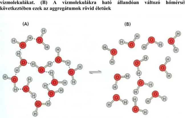 Figure 2.1. 1.1.  ábra:  (A)  A  hidrogénkötések  aggregátumokká  kapcsolják  össze  a  vízmolekulákat