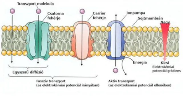 Figure 2.13. 1.12.  ábra:  A  membrántranszport  folyamatok  típusai.  Három  transzport  fehérje vesz részt a membránokon keresztül zajló anyagszállításban: csatornafehérjék,  szállító  fehérjék  (carrierek)  és  ionpumpák