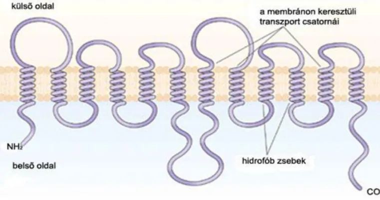 Figure 2.2. 2.2. ábra: A foszfát transzporter protein topológiája (Smith et al, 1999 után)