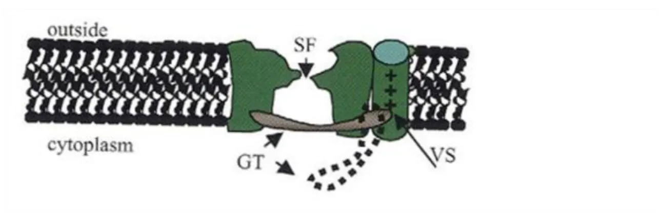 Figure 2.3. 2.3 ábra: Az ion-csatorna protein  szerkezete (SF: szelektív filter, GT: kapu  (gate), VS: töltés érzékelő (voltage sensor)