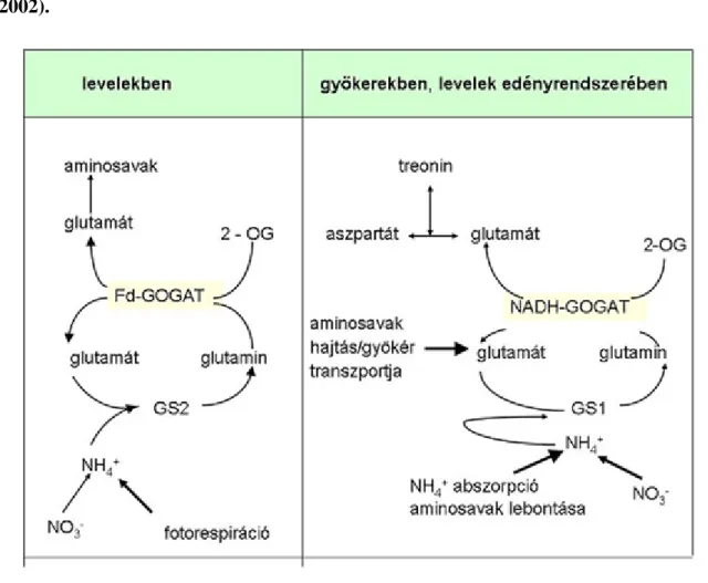 Figure 3.8. 3.5. ábra: A GOGAT  izoenzimek szerepe a levelekben és a gyökerekben. A  modell  az  Arabidopsis  mutánsok  vizsgálatának  eredményeire  épül  (Lancient  et  al.,  2002).