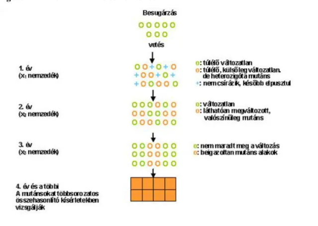 Figure 5.1. 9. ábra: A mutációs nemesítés vázlata