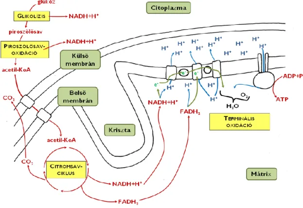 9. ábra. A mitokondriumban zajló anyagcsere-folyamatok áttekintése. 