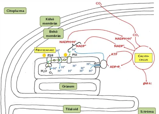 11. ábra. A kloroplasztiszban zajló anyagcsere-folyamatok áttekintése. 