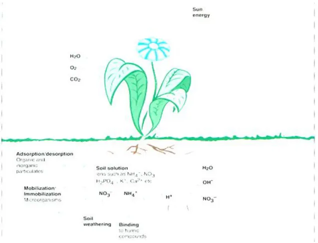 Table 11 Rates of Root interception, Mass Flow and Diffusion in Ion Transport to Corn Roots