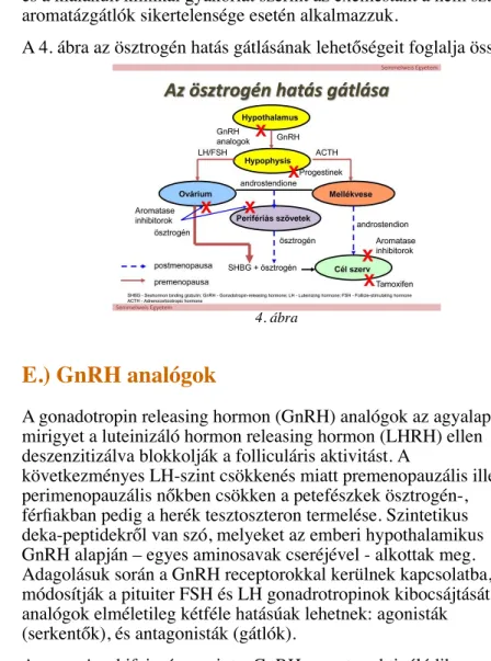 A 4. ábra az ösztrogén hatás gátlásának lehetőségeit foglalja össze.