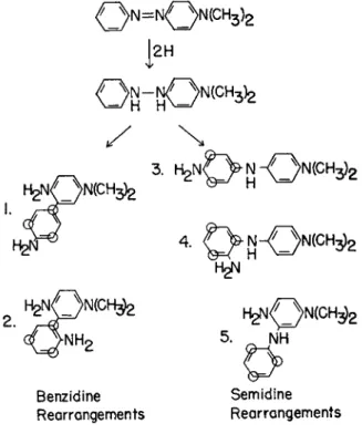 FIG. 1. The possible rearrangement products of 4-dimethylaminohydrazobenzene. 
