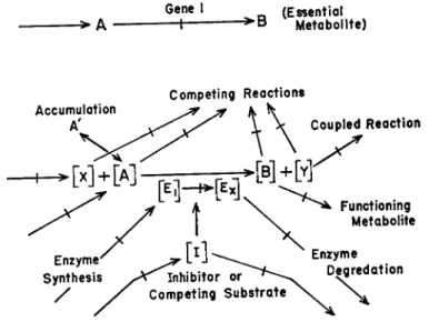 FIG. 8. An illustration of some of the factors that are significant in the regulation  of reaction rates