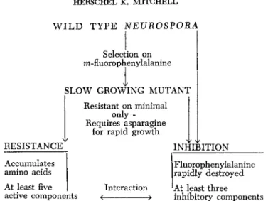 FIG. 9. A summary of the selection process for properties of a Neurospora mutant  that has a hereditary resistance to fluoro amino acids