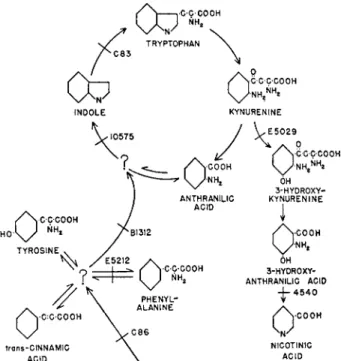 FIG. 1. A reaction series showing the pathway for biosynthesis and degradation of  tryptophan in Neurospora
