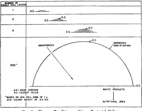 FIG. 1. Diverse Conditions within a Bacterial Colony 