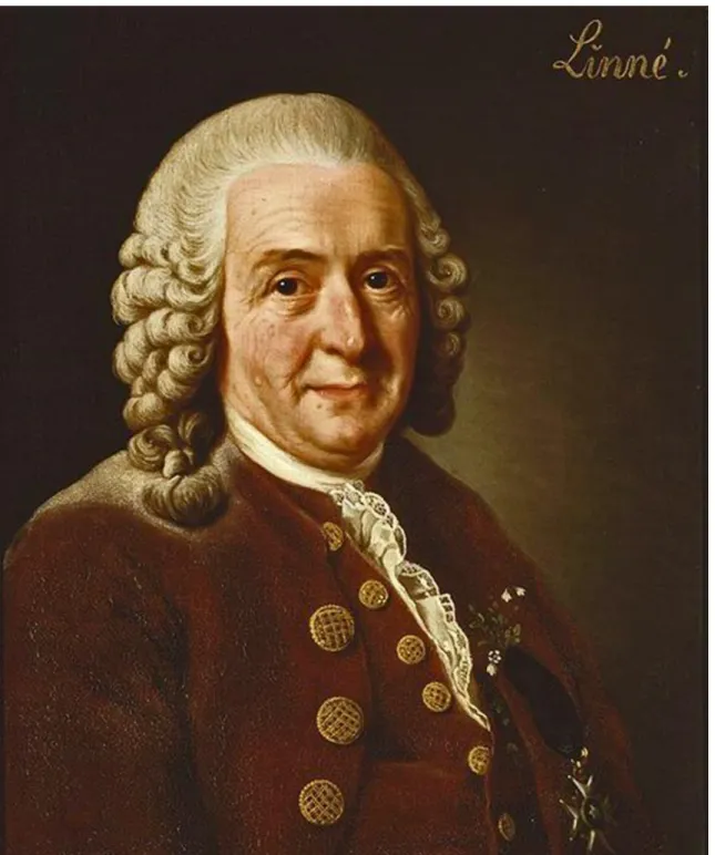 1.1. kép Carl von Linné (Alexander Roslin olajfestménye, 1775)