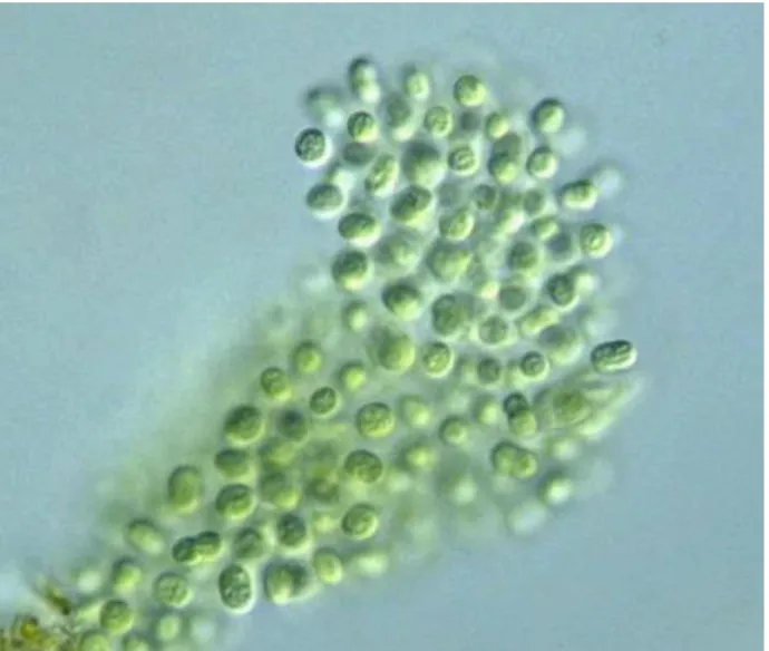 10. ábra: Mycrocystis flos-aquae (Wittrock) Kirchner vízvirágzást okozóés eutrofizációt jelző kékalga Negatív indikátorok: